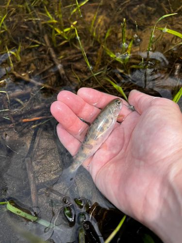 ヤマメの釣果