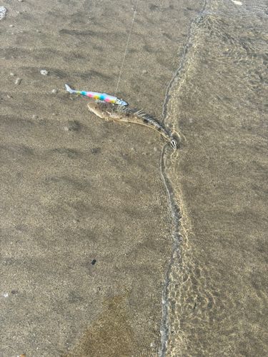 マゴチの釣果