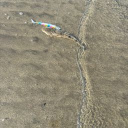 マゴチ