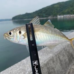 アジ