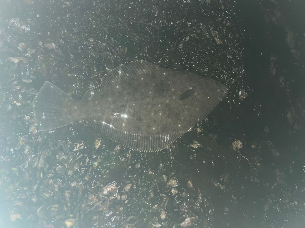 ヒラメ