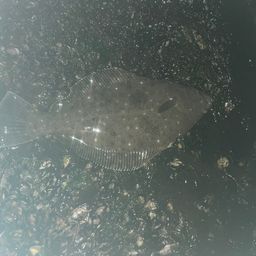 ヒラメ
