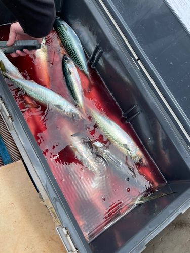 サバの釣果
