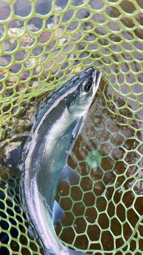 ヒメマスの釣果