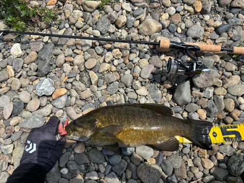 スモールマウスバスの釣果