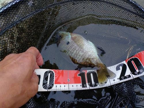 ブルーギルの釣果