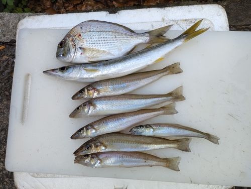 キスの釣果