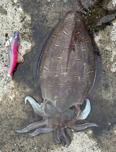 モンゴウイカの釣果