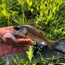 ラージマウスバス