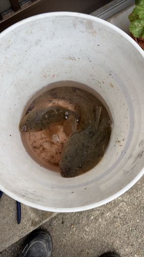マゴチの釣果