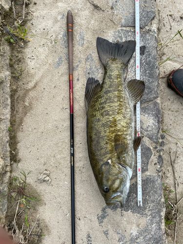 スモールマウスバスの釣果