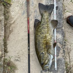 スモールマウスバス