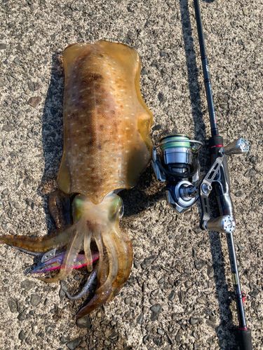 アオリイカの釣果