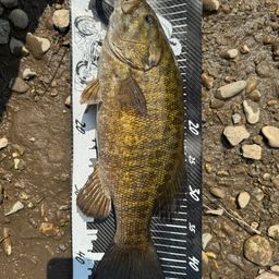 スモールマウスバス