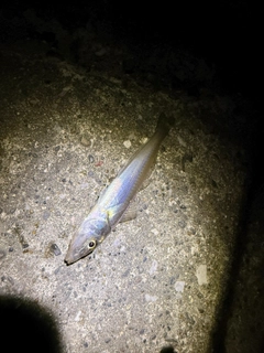 キスの釣果