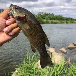 スモールマウスバス