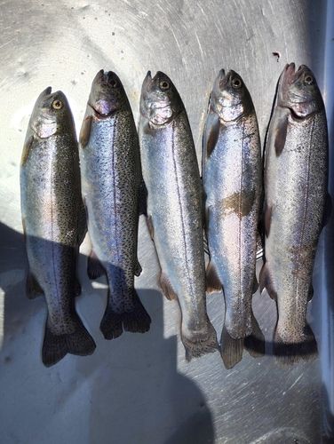 ニジマスの釣果