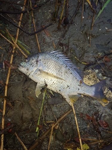 キビレの釣果