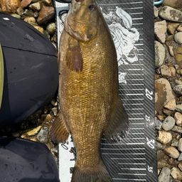 スモールマウスバス