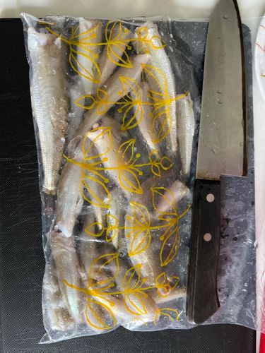 キスの釣果