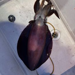 アオリイカ