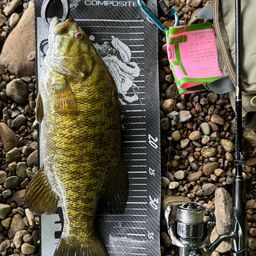 スモールマウスバス