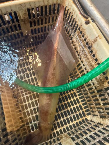 ケンサキイカの釣果