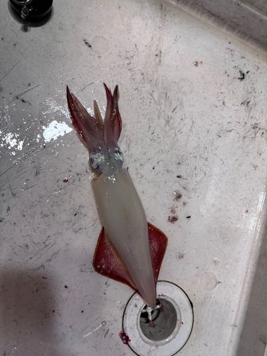 ケンサキイカの釣果