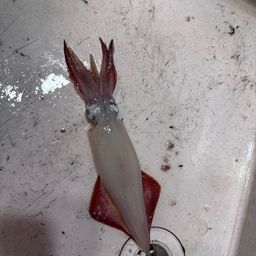 ケンサキイカ