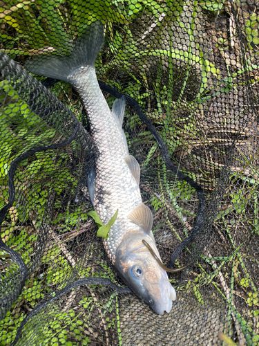 ニゴイの釣果