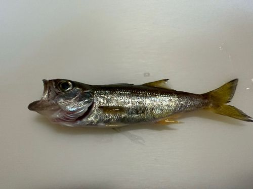ムツの釣果