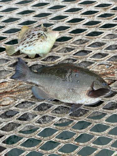 カワハギの釣果