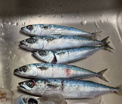 サバの釣果