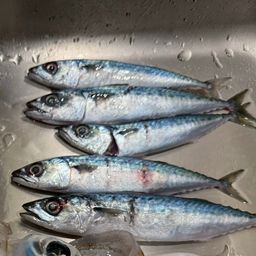 サバ