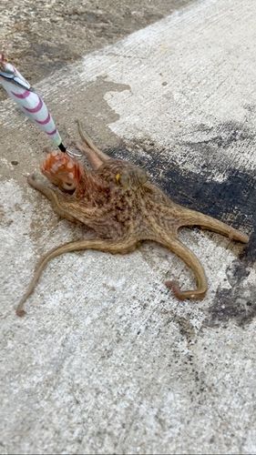 タコの釣果