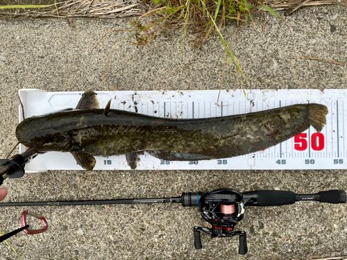 マナマズの釣果
