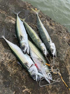 サバの釣果