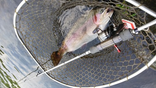 ニジマスの釣果