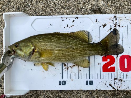 スモールマウスバスの釣果