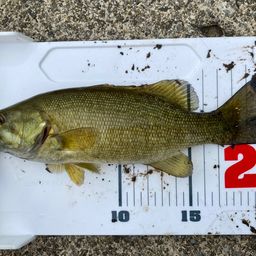 スモールマウスバス