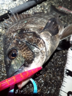 チヌの釣果