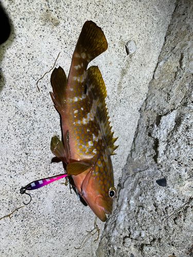 キジハタの釣果