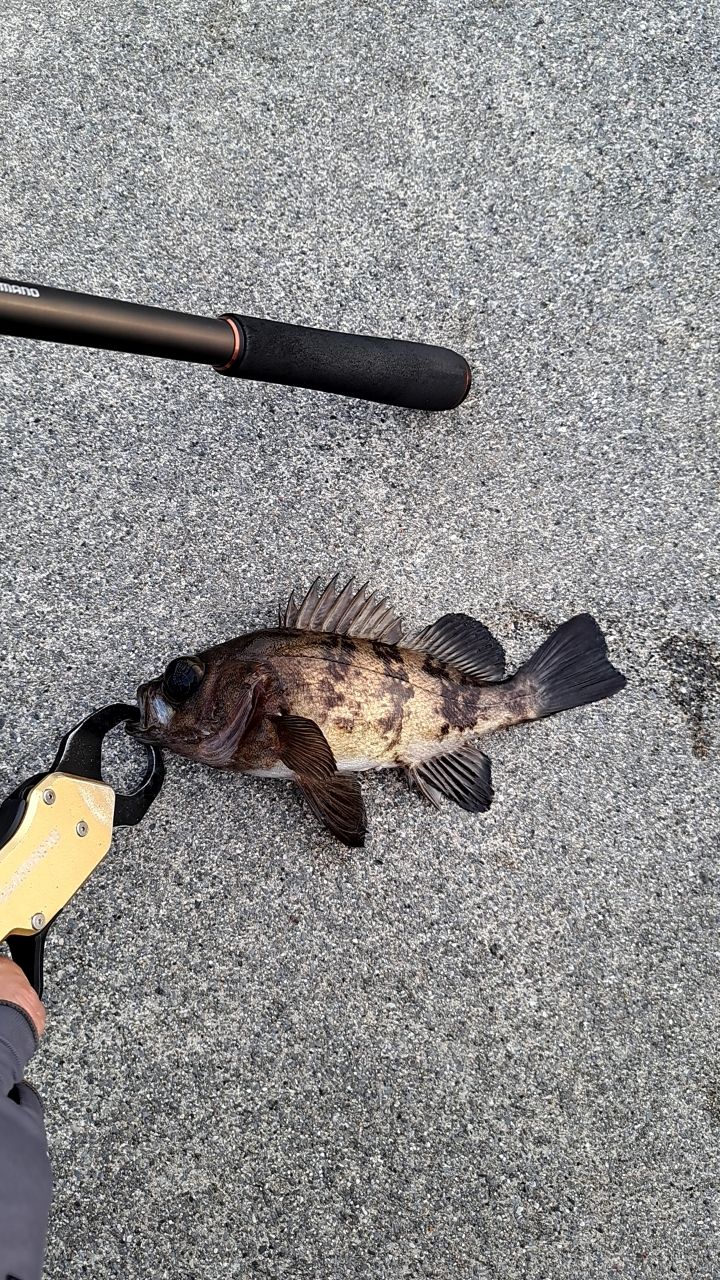 SHIMANO 20ハードロッカー XR S910Hの最安値・インプレ・釣果