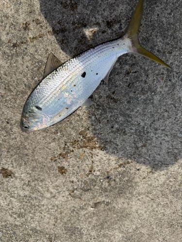 コノシロの釣果