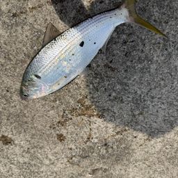 コノシロ