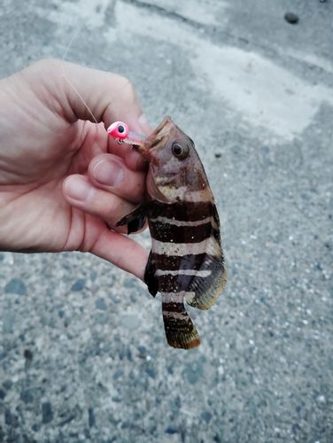 ハタの釣果