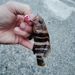 ハタ