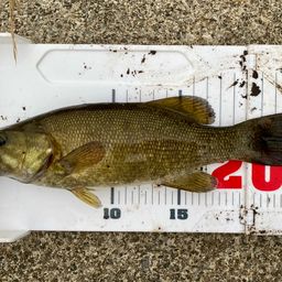 スモールマウスバス