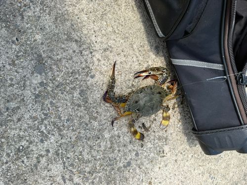 タイワンガザミの釣果