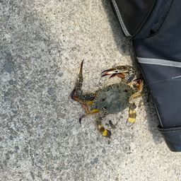 タイワンガザミ